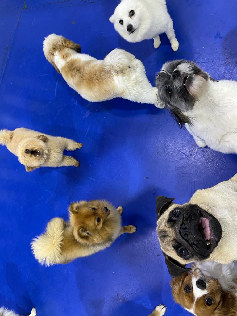 My Buddy Pet Care Best pet care in Dubai